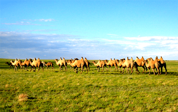 四子王旗属于哪个市(内蒙古四子王旗属于哪个市)
