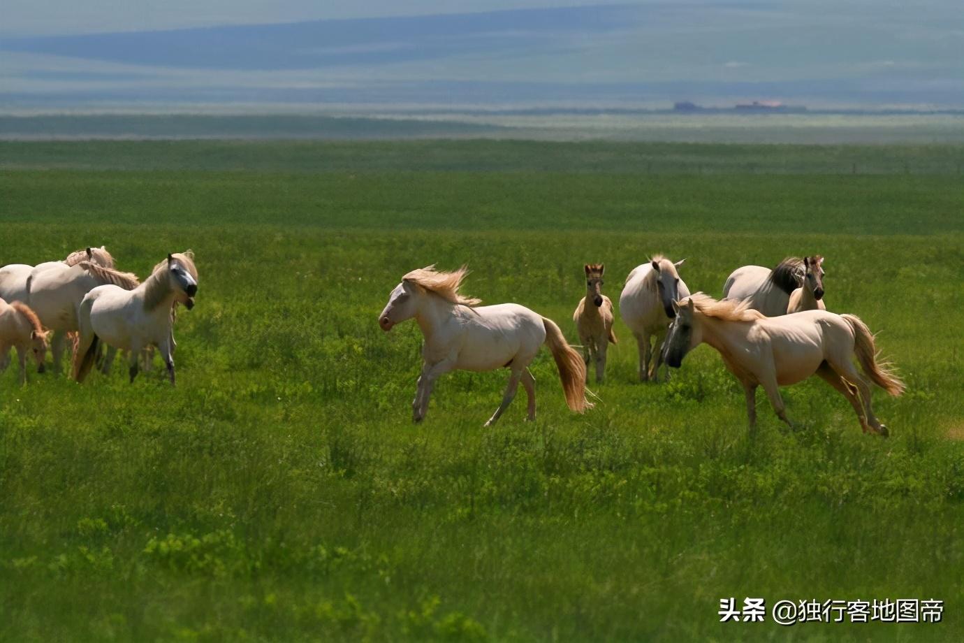 四子王旗属于哪个市(内蒙古四子王旗属于哪个市)