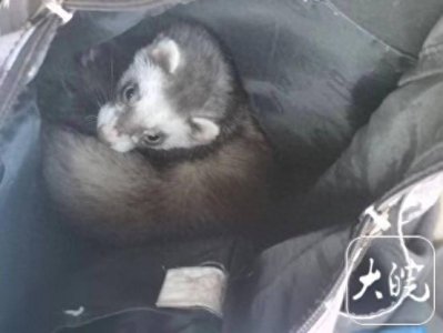 ​神秘动物现身大学校园 原是学生丢失的宠物安哥鲁貂