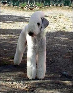 ​simon说狗-没有电影没有明星的家居精灵贝灵顿梗