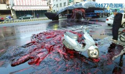 ​世界上最奇葩的生物炸弹，台南抹香鲸爆炸事件