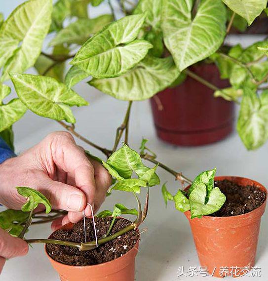 繁殖方式有哪些（植物间的6大繁殖方法分享）