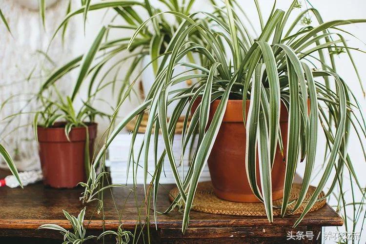 繁殖方式有哪些（植物间的6大繁殖方法分享）