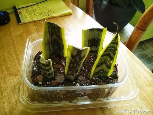 繁殖方式有哪些（植物间的6大繁殖方法分享）