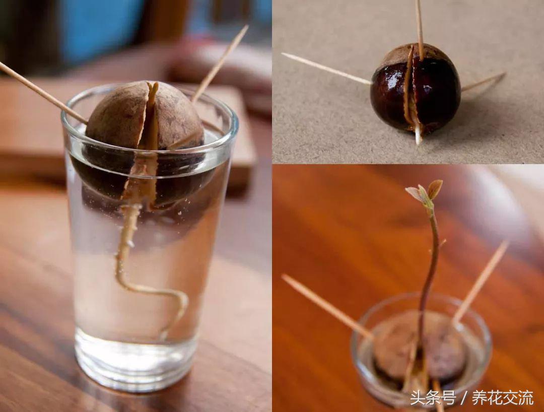 繁殖方式有哪些（植物间的6大繁殖方法分享）