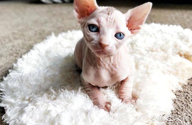 世界上最贵的10种猫,布偶竟然最便宜,真是买不起啊!