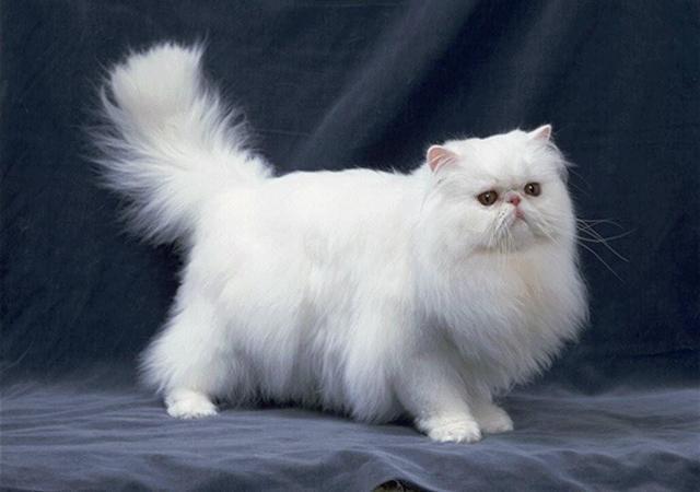 世界上最贵的10种猫,布偶竟然最便宜,真是买不起啊!