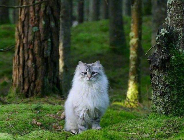 世界上最贵的10种猫,布偶竟然最便宜,真是买不起啊!