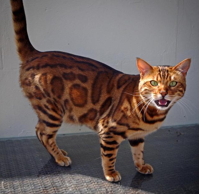 世界上最贵的10种猫,布偶竟然最便宜,真是买不起啊!