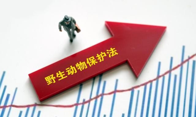 野鸡几级保护动物，松雉是国家几级保护动物？图6