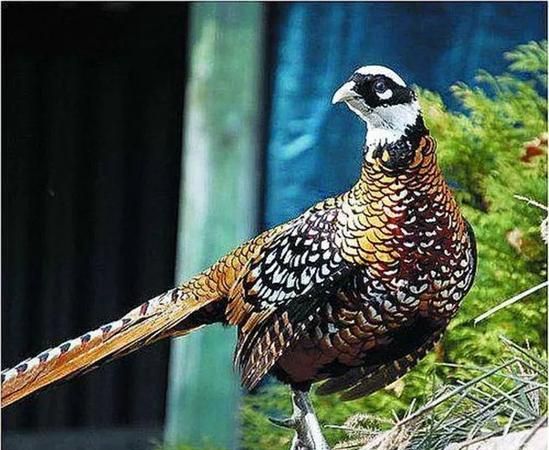 是不是野鸡都是保护动物