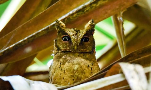 野鸡几级保护动物，松雉是国家几级保护动物？图8