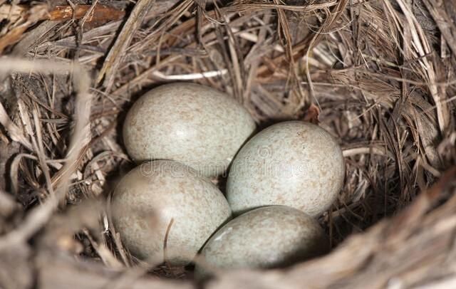 野鸡几级保护动物，松雉是国家几级保护动物？图3