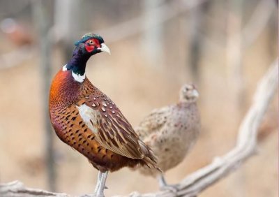 ​野鸡几级保护动物，松雉是国家几级保护动物？