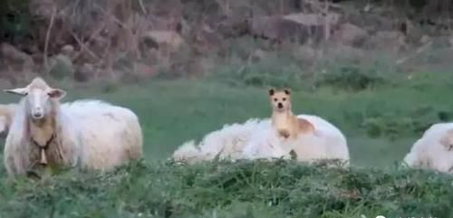 澳大利亚有哪些传统资源