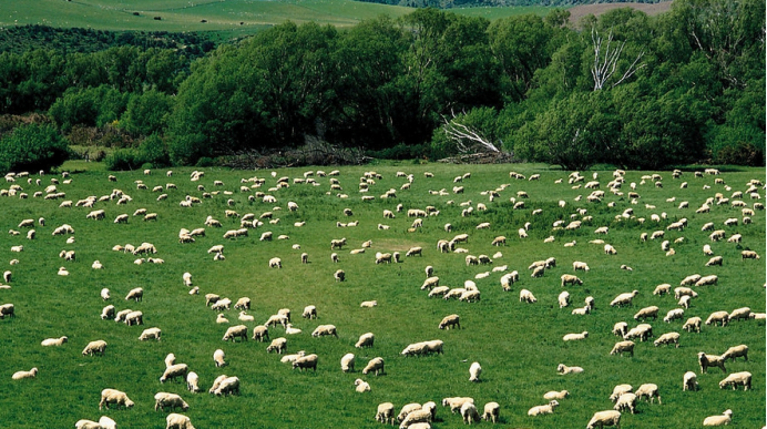 奥大利亚最有名的羊是什么羊