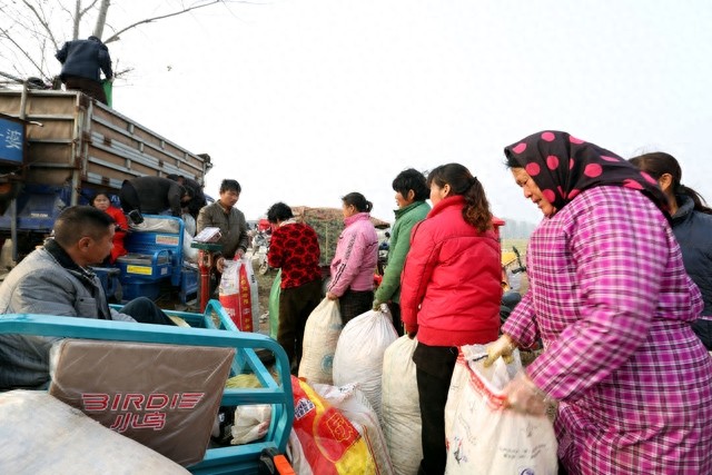 河南滑县:杭白菊丰收 农民采摘忙