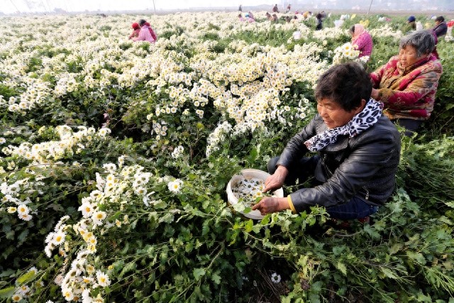 河南滑县:杭白菊丰收 农民采摘忙