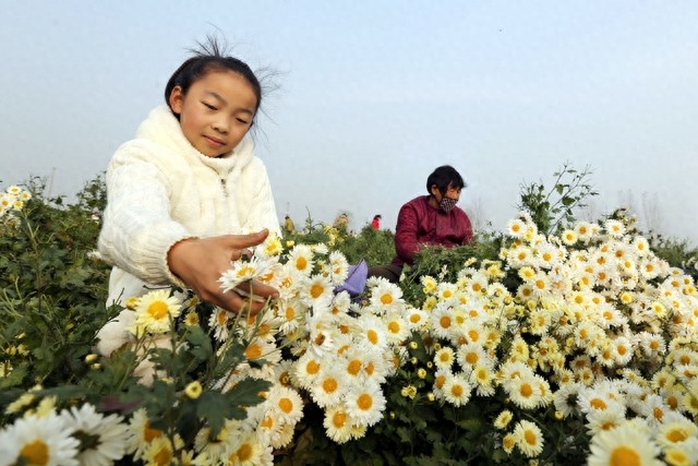 河南滑县:杭白菊丰收 农民采摘忙