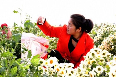 ​河南滑县：杭白菊丰收 农民采摘忙