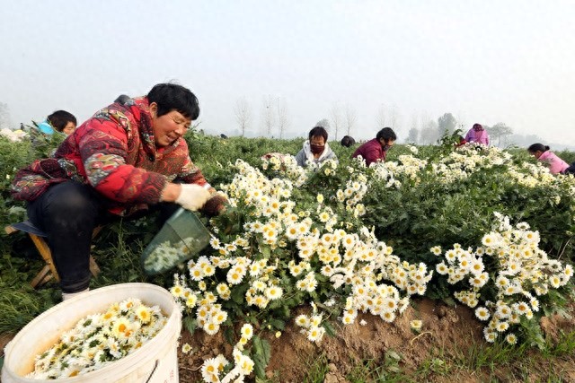 河南滑县:杭白菊丰收 农民采摘忙