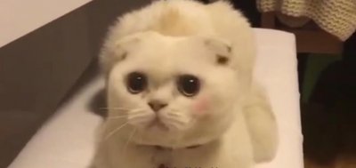 ​会说话的刘二豆：网红界的古早，坐拥千万粉丝，巅峰时刻突然断更