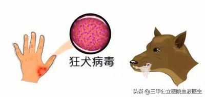 ​大揭秘：吃了患有狂犬病的狗肉，是否会导致人类感染狂犬病？
