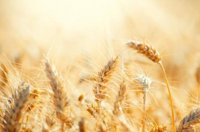 ​小麦保险每亩交多少钱（小麦保险在哪些情况下损失不保）