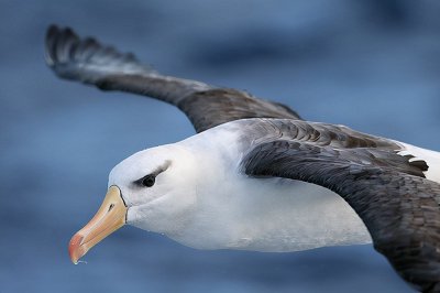 ​翅膀最大的海鸟信天翁，当海水变暖时，它会更频繁地“离婚”