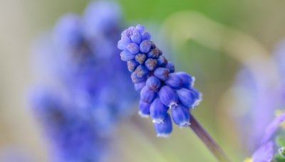 ​风信子花香有毒吗