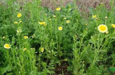 ​菊花脑，农村田边常见的野菜，竟然是防暑清火佳品