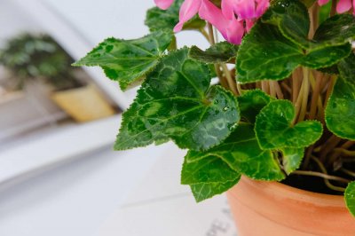 ​仙客来适合室内养吗