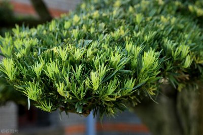 ​园林植物篇之罗汉松