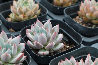 ​多肉一天晒几个小时