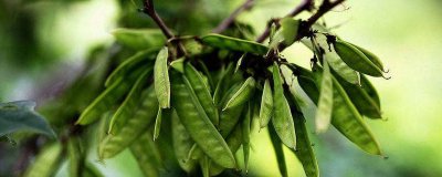 ​荷兰豆长芽子还能吃吗视频 荷兰豆子发芽了可以吃吗