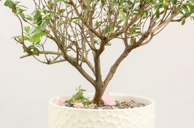 ​杜鹃树桩如何快速生根