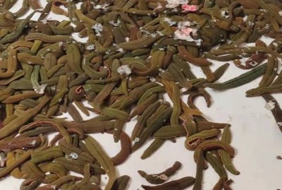 ​蚂蟥一般生长在哪里，有蚂蟥说明环境好吗？