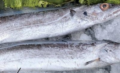 ​胡可冻带鱼是什么梗 童年的阴影