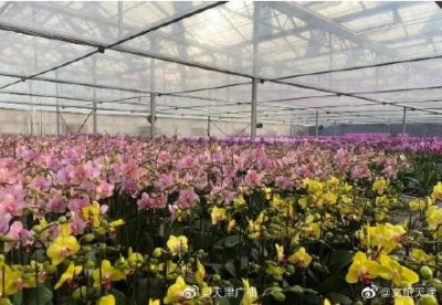 ​天津 20万株蝴蝶兰开放