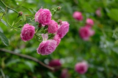 ​八首绝美的蔷薇花诗词，如霞似锦，袅娜娉婷，惊艳暮春时光