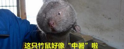 ​华农兄弟竹鼠表情包是什么梗