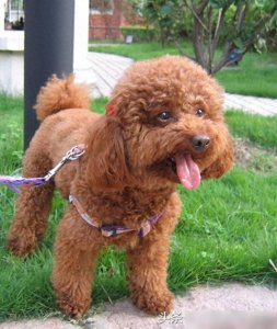 ​最适合在家养的十大狗狗排名你的爱犬上榜了吗？