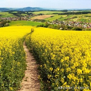 ​陌上花开表达感情是什么意思