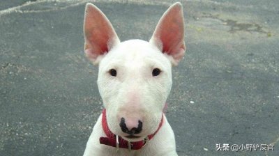 ​与孙红雷、林永健＂撞脸＂的牛头梗，是温柔与聪明并存的犬类