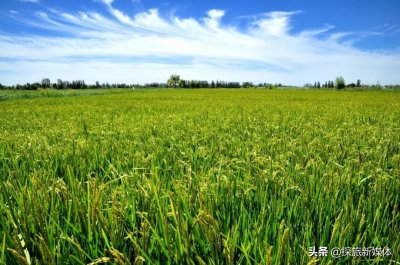 ​中国四大米市是哪几个，现在变得怎么样了？