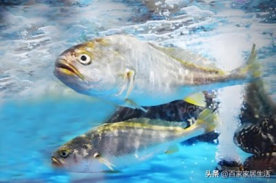 ​黄花鱼是海鱼还是淡水鱼
