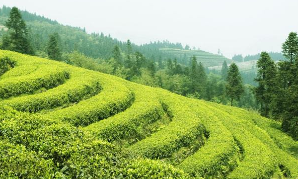 亚热带季风气候,亚热带季风气候的成因是什么图4