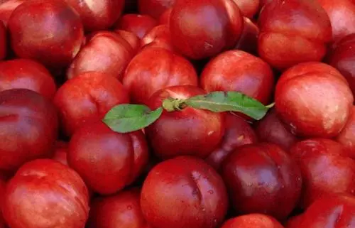 李子怎么保存到冬天,小李子是一个什么样的人图4