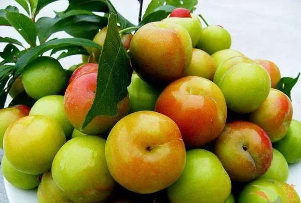 李子怎么保存到冬天,小李子是一个什么样的人图9