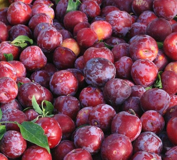 李子怎么保存到冬天,小李子是一个什么样的人图8